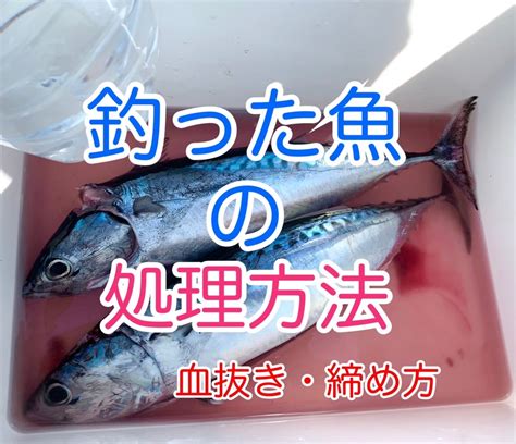 魚血|魚の締め方＆血抜きの方法徹底解説！釣った魚の鮮度。